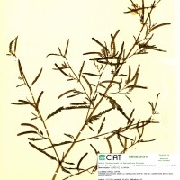 8232 herbarium