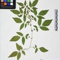 CIP 760029_OCH S81_04.jpg