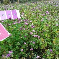 150108(Trifolium rueppellianum9450).jpg