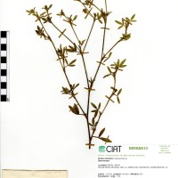 10148 herbarium