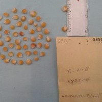 CIMMYTMA 5991 - Reference Inventory.jpg