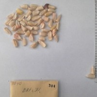 CIMMYTMA 304 - Reference Inventory.jpg