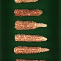 CIMMYTMA 18874 MICH 232 BA22U-2903-17 C.jpg