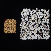 Popped and not popped comparison.jpg