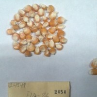 CIMMYTMA 2454 - Reference Inventory.jpg