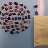 CIMMYTMA 7625 - Reference inventory.jpg