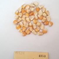 CIMMYTMA 4853 - Reference Inventory.jpg