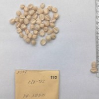 CIMMYTMA 203 - Reference Inventory.jpg