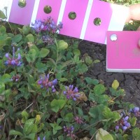 Trifolium decorum_2195 (5).jpg