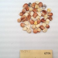 CIMMYTMA 4724 - Reference Inventory.jpg