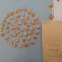 CIMMYTMA 5804 - Reference Inventory.jpg