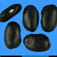 G3051 seed.jpg