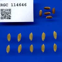 IRGC 114646 Seed Photo