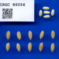 IRGC 86056 Seed Photo