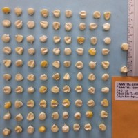 CIMMYTMA 16211 - Reference Inventory.jpg