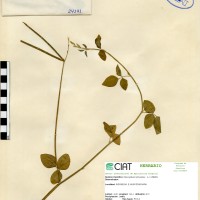 24141 herbarium
