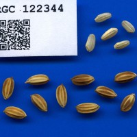 IRGC 122344 Seed Photo