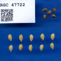 IRGC 47722 Seed Photo