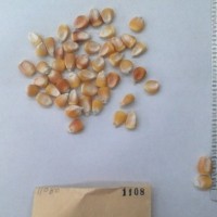 CIMMYTMA 1108 - Reference Inventory.jpg