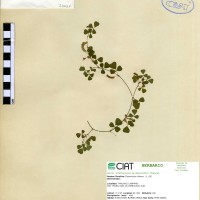 33034 herbarium