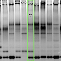 MAL24 gel