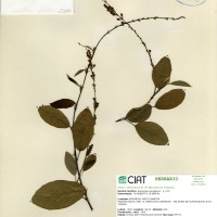 23150 herbarium