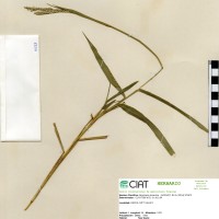 6683 herbarium
