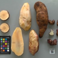 CIP 205008 (root).jpg