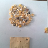 CIMMYTMA 16 - Reference Inventory.jpg