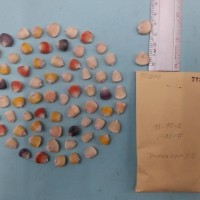 CIMMYTMA 7227 - Reference inventory.jpg