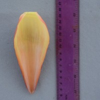 6.5.2 - Bract apex shape