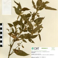 22169 herbarium