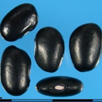 G1998 seed.jpg