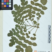 CIP 760484 herbarium