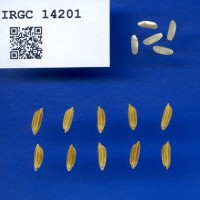 IRGC 14201 Seed Photo