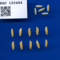 IRGC 120486 Seed Photo