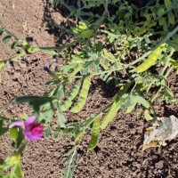 Plant Flower and Pod.jpg