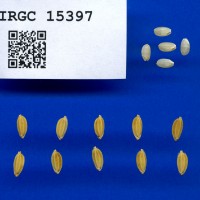 IRGC 15397 Seed Photo