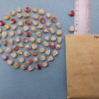 CIMMYTMA 7960 - Reference inventory.jpg