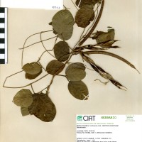 15002 herbarium
