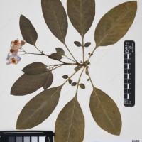 CIP 760537_HAM 205_04.jpg