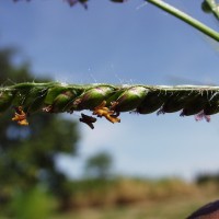 Urochloa brizantha 13386 (flower).JPG