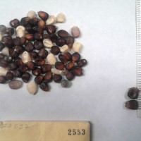 CIMMYTMA 2553 - Reference Inventory.jpg