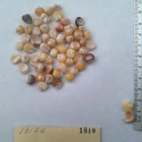 CIMMYTMA 1810 - Reference Inventory.jpg