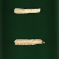 CIMMYTMA 20362 VERA 116 AF17A-0903-116 C1.jpg