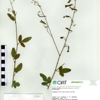 13942 herbarium