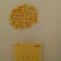 CIMMYTMA 5023 - Reference Inventory.jpg