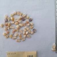 CIMMYTMA 1555 - Reference Inventory.jpg