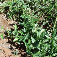 Vigna unguiculata 7310 (3).JPG