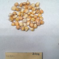 CIMMYTMA 3498 - Reference Inventory.jpg